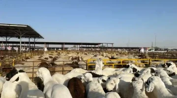 تنظيم جديد لبيع المواشي الحية بالوزن في أسواق النفع العام