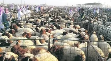 ضوابط جديدة لبيع المواشي الحية بالوزن: حق الاعتراض للمشتري وحق إيقاف الميزان للمراقب