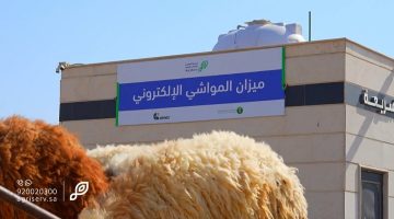 أسواق الماشية تشهد نقطة تحول: البيع بالوزن يبدأ رسميًا مع شرح آلية "ميزان العزيزية"