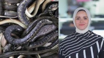 إحباط محاولة تهريب زواحف نادرة وحشرات وعناكب في مطار القاهرة