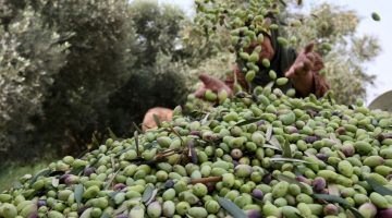 الزيتون المصري يسطع في الأسواق العالمية: أمريكا تتصدر بقيمة صادرات تتجاوز 50 مليون دولار