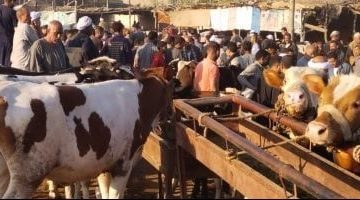 اليوم السابع ينقل جولة مباشرة من سوق بنها للمواشي - شاهد الفيديو