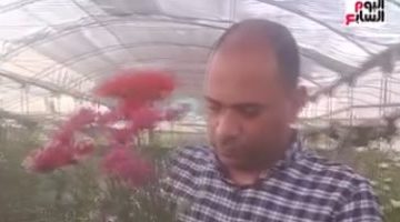 قرية عزبة الأهالي بالقناطر الخيرية تُبدع في زراعة الورد وتصدر البهجة للعالم