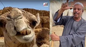 كيف تحدد عمر الجمل وعيوبه: أسرار يعرفها التجار المحترفون - شاهد الفيديو