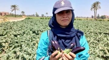 مزارعو الشرقية يحتفلون بالعيدين مع حصاد وفير من الباذنجان: "الخير كثير" - فيديو