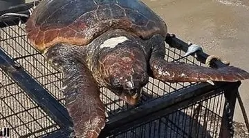 مقطع مذهل لحظة إطلاق سلحفاة بحرية من محمية طبيعية في اليونان نحو البحر المتوسط