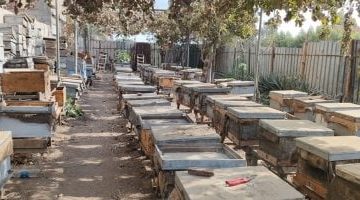 نحال يؤكد: عسل نوارة البرسيم آمن تماماً لمرضى السكري