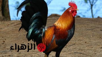 الديك البيّاض يثير الجدل في السعودية: حقيقة علمية أم مجرد خدعة مثيرة؟