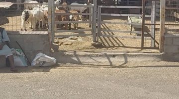 حظيرة يتيمة في الطائف تتبنى نظام ميزان المواشي بعد 6 أيام من التطبيق