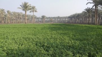 وزير البلدية يوافق على اللائحة الجديدة للمزارع والجواخير