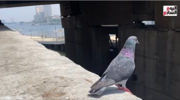 الحمام الطليق في قلب القاهرة: عرض فني مدهش من إبداع أيادي مجهولة - فيديو